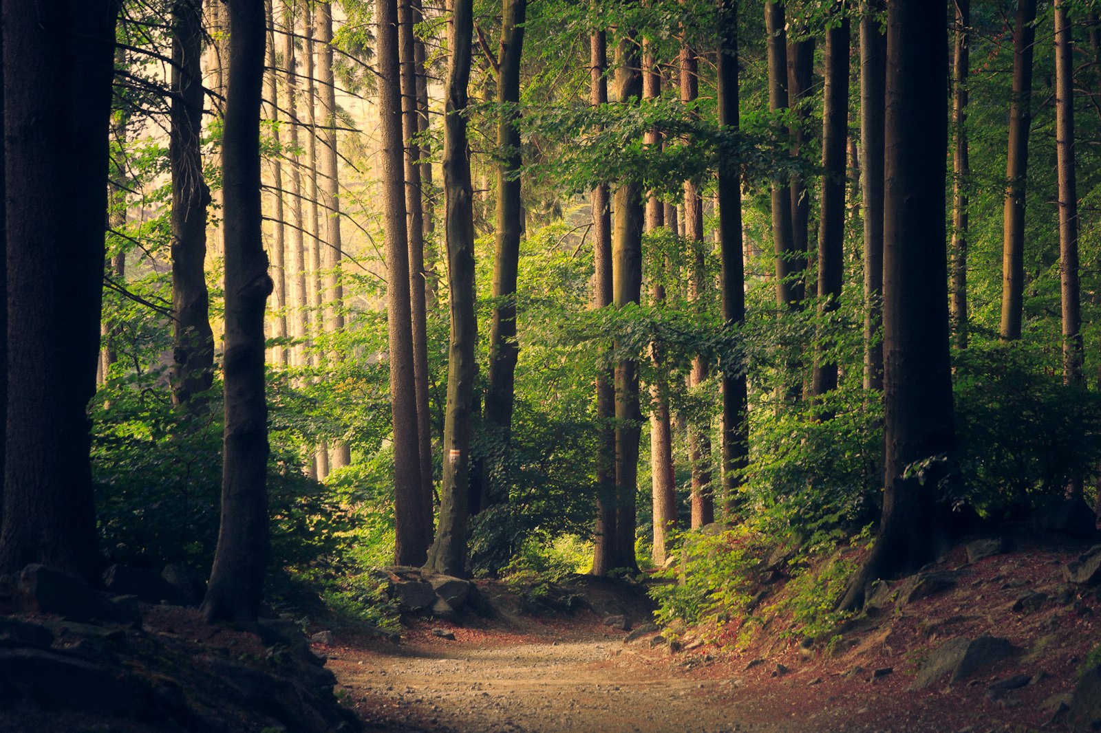 Natural landscape representing environmental stewardship